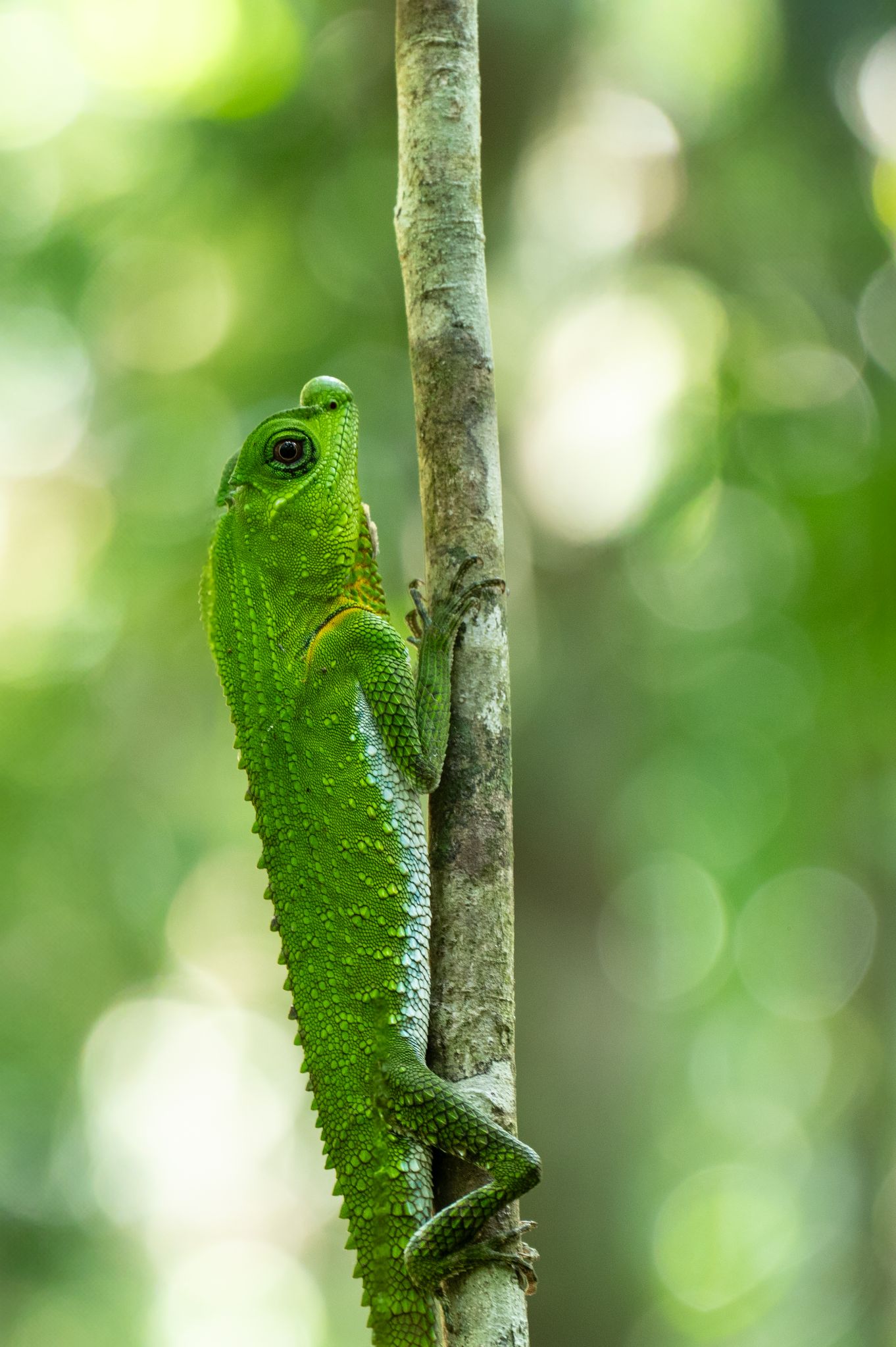 Lyrakopf Agame Hump nosed Lizard (Lyriocephalus scutatus)